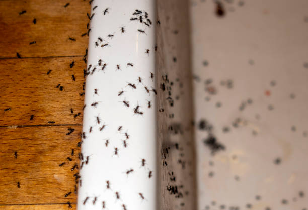 Best Cockroach Control Services  in Fairview Park, OH